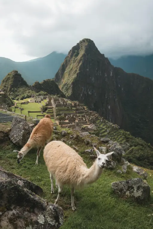 Foto de llama en machupicchu